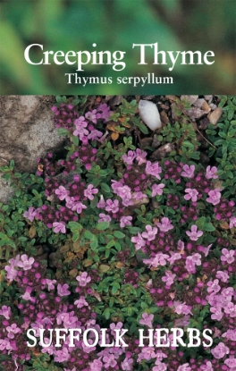 Picture of Thyme Creeping
