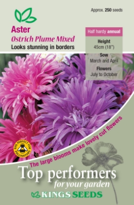 Picture of Aster Ostrich Plume Mixed