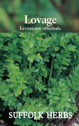 Picture of Lovage