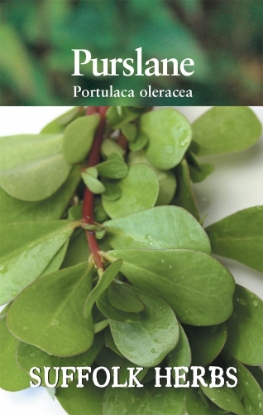 Picture of Purslane Green