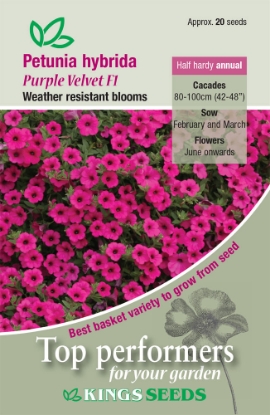 Picture of Petunia Purple Velvet F1