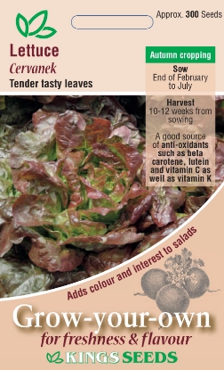 Picture of Letuce - Cervanek