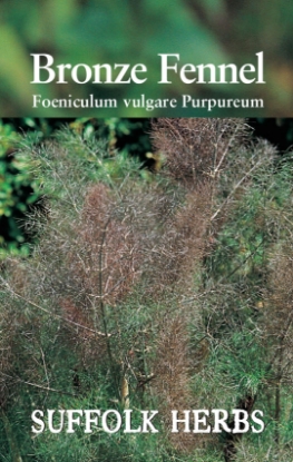 Picture of Fennel Bronze