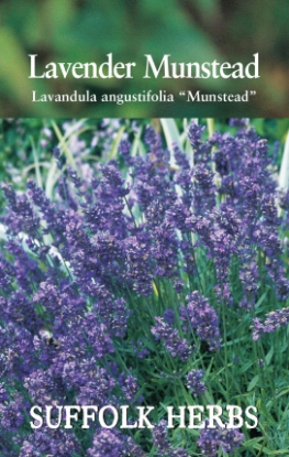 Picture of Lavender Munstead
