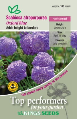 Picture of Scabiosa Atropurpurea Oxford Blue