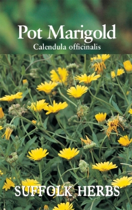 Picture of Pot Marigold