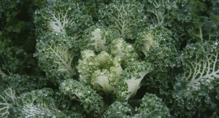 Picture for category Kale & Borecole