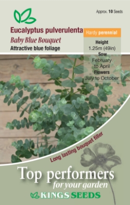 Picture of Eucalyptus Baby Blue Bouquet