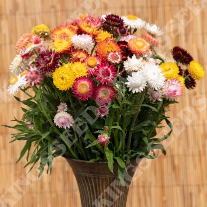 Picture of Helichrysum bracteatum King Size Mixed