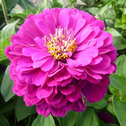 Picture of Zinnia Elegans Purple Prince