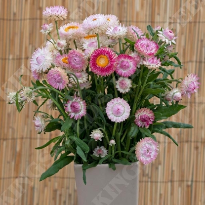 Picture of Helichrysum bracteatum King Size Silvery Rose