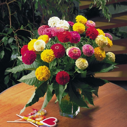 Picture of Zinnia Elegans Oklahoma