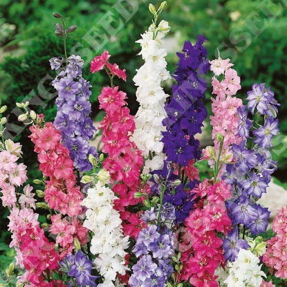 Picture of Larkspur Crown Blended Mixture