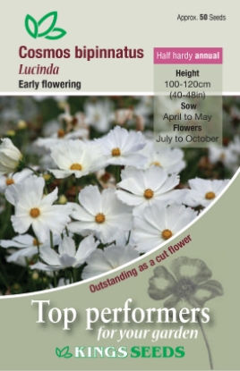 Picture of Cosmos Lucinda