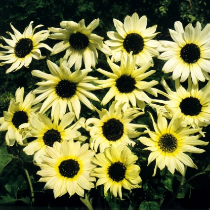 Picture of Helianthus (Sunflower) Vanilla Ice