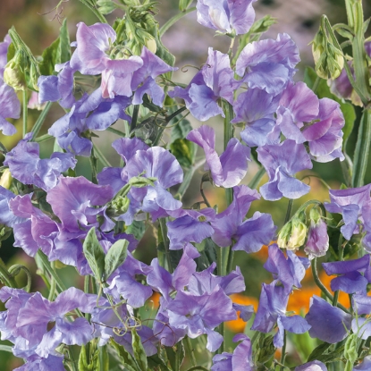 Picture of Sweet Pea - Chatsworth
