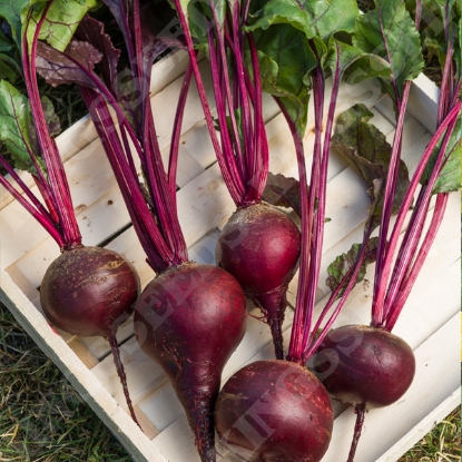 Picture of Beetroot Red Shine F1 (Monogerm type)