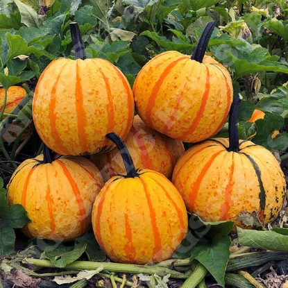 Picture of Pumpkin Fireball F1