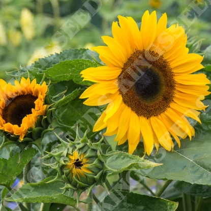 Picture of Helianthus (Sunflower) Ronnie Orange F1