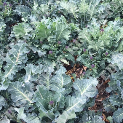 Picture of Sprouting Broccoli Purple Heart (Formally TZ4046)