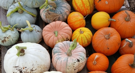 Picture for category Pumpkins And Squash