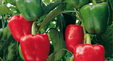 Picture for category Peppers Capsicum