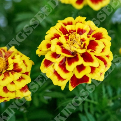 Picture of Marigold French Mango Tango
