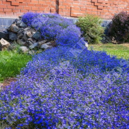 Picture of Lobelia erinus Masterpiece Blue with Eye F1
