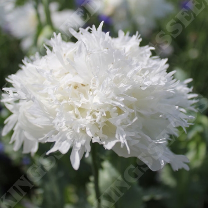 Picture of Papaver somniferum - White Swan