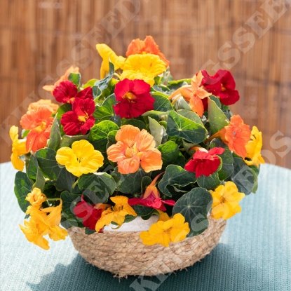 Picture of Nasturtium minus - Baby Summer Fruit Bowl