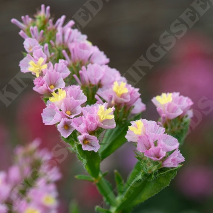 Picture of Statice Forever Happy