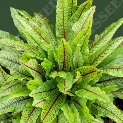 Picture of Sorrel Bloody Dock (Rumex sanguineus)