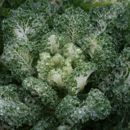 Picture of Kale Emerald Ice TZ9332