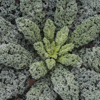 Picture of Kale Eden F1