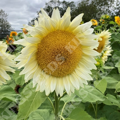 Picture of Helianthus (Sunflower) Pro Cut White Lite F1