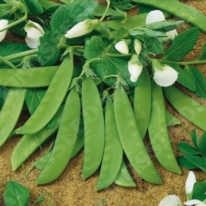 Picture of Pea Dwarf Sweet Green Norli