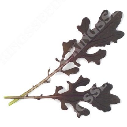 Picture of Mustard Red Lace