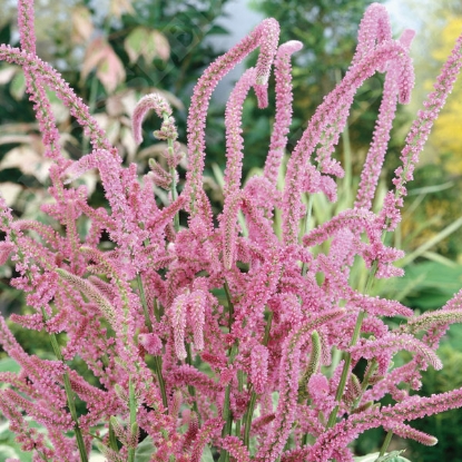 Picture of Limonium Suworowii Pink Pokers