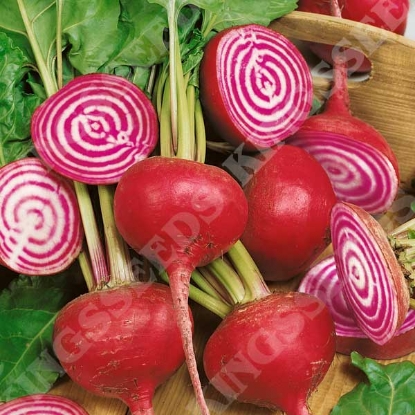 Picture of Beetroot Chioggia Barbietola