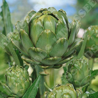 Picture of Artichoke Green Globe