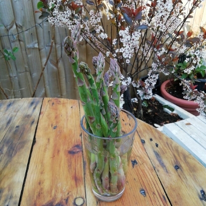 Picture of Asparagus Crowns Gijnlim - Delivery April 2027