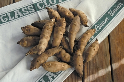 Picture of Artichoke Jerusalem Tubers - March 2027Delivery