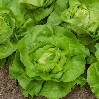 Picture of Lettuce All Year Round