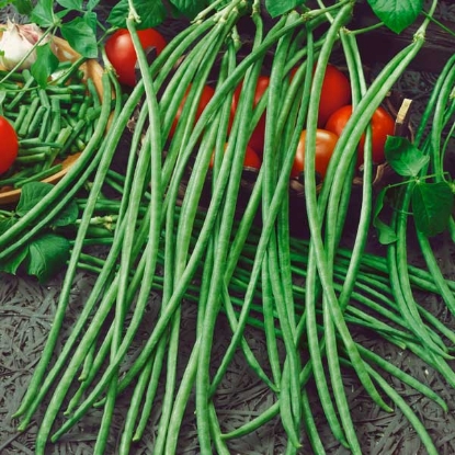 Picture of Climbing French Bean - Yard Long