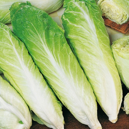 Picture of Organic Chicory Pan Di Zucchero (Sugar Loaf)