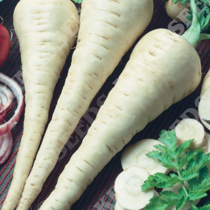 Picture of Parsnip Gladiator F1 Pelleted