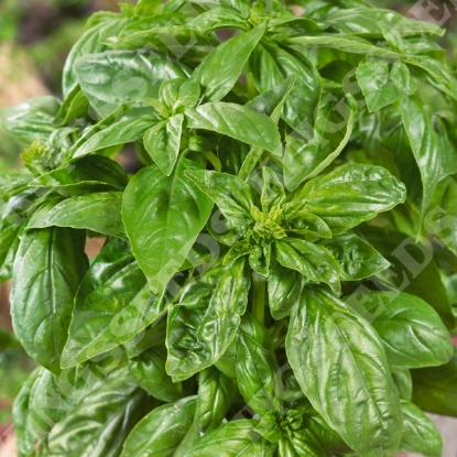 Picture of Organic Basil Classic Italian