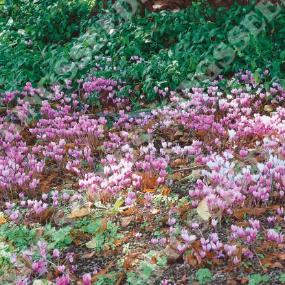 Picture of Cyclamen Neapolitanum Mixed