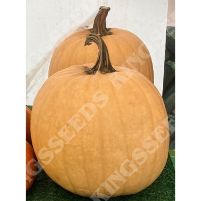 Picture of Pumpkin Cider F1