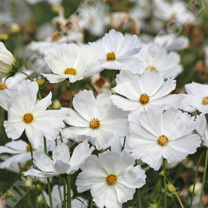 Picture of Cosmos bipinnatus Lucinda